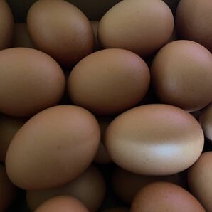 ボリスブラウン 食用有精卵３０個 有精卵 種卵 卵 ボリスブラウン ニワトリ 鶏の画像9