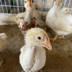 ボリスブラウン 食用有精卵３０個 有精卵 種卵 卵 ボリスブラウン ニワトリ 鶏の画像2