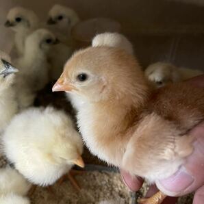 ボリスブラウン 有精卵１２個 食用 有精卵 種卵 卵 ボリスブラウン ニワトリ 鶏の画像1