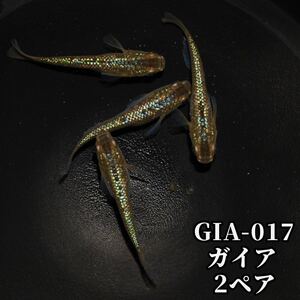 【高州めだか】今季初！　ガイア　2ペア産卵中！☆送料無料☆譲渡証付GIA-017☆