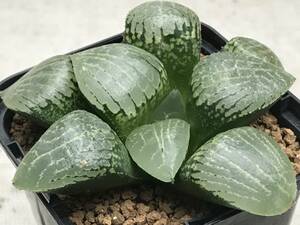 多肉植物 ハオルシア アマゾナイト×水晶コンプト102① 伊藤実生 