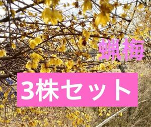 蝋梅ロウバイ 4cmポット入り　3株セット 期間限定