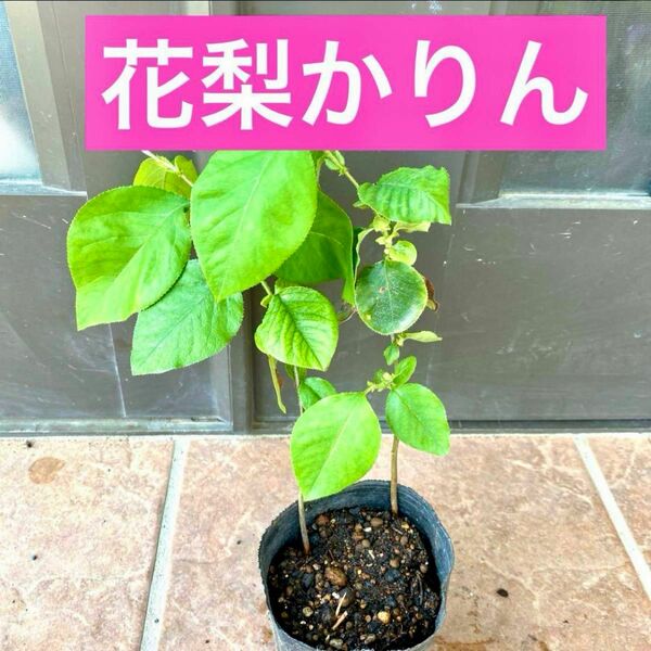 花梨かりん抜き苗2株セット　2年目