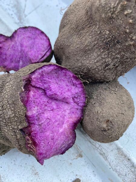 紫山芋　５キロ