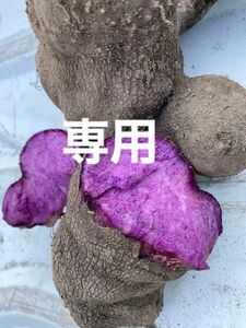 紫山芋　種芋芽つき根つき