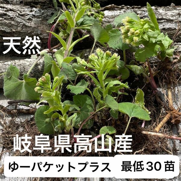 天然！　 岐阜県高山産　ふきのとう苗　30苗以上 ふきのとう　きゃらぶき　　ふきみそ