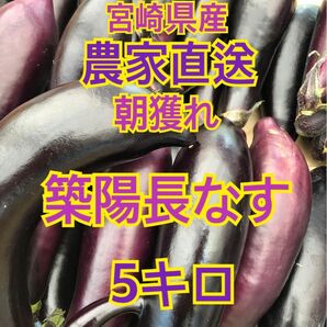 野菜　ナス　5キロ　宮崎県産　築陽長なす