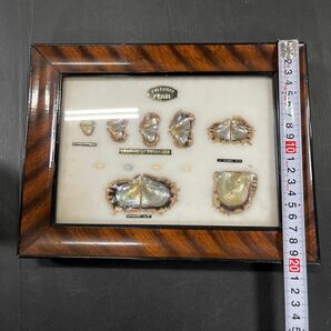 パール PEARL 額装 コレクション 真珠 標本 額縁 CULTURED 中古品 汚れ 傷ありの画像2