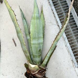 Agave Americana 等 アガベ アメリカーナ セット フェロックス/レモンライム おまけ付きの画像3