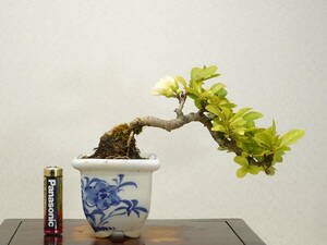 * mini bonsai * becoming dim ( tree ./..) white flower .. making 