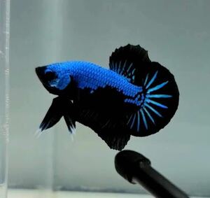 [ бесплатная доставка ] Samurai черный голубой бойцовая рыбка мужской * случайный (1 шт )[ организм ] бойцовая рыбка (. надеты гарантия есть )