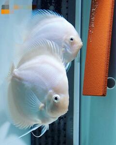 [matsuyosi world ] Vietnam finest quality platinum discus 8~10cm(2 pcs set )