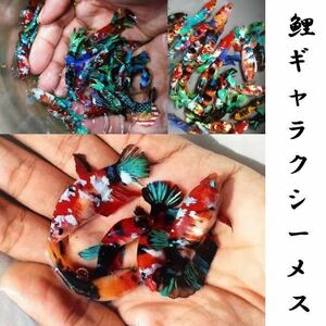 [matsuyosi world ](2 pcs set .. possible ) Vietnam koi color Galaxy betta female *