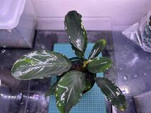 【TB便】Bucephalandra sp.Pearl gray 水上株　大株_画像3