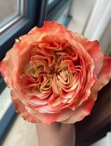 薔薇　バラ苗　接木新苗　Funky Peach rose つぼみ付き