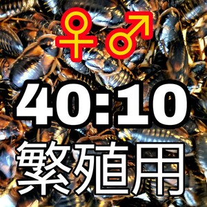 〜デュビア～成虫♀♂50匹 40:10(死着込) 繁殖用