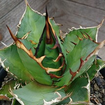 アガベ チタノタ南覇王 Agave titanota覇王竜NO.1ナンバーワン肉厚※写真の株を出品チタノータ抜き苗発送_画像2