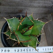 アガベ チタノタ南覇王 Agave titanota覇王竜NO.1ナンバーワン肉厚※写真の株を出品チタノータ抜き苗発送_画像9