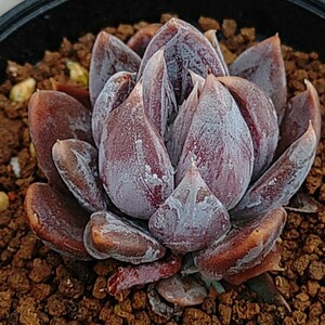 【エケベリア クライギアナチワワ】Echeveria craigiana chuahua原種抜き苗発送