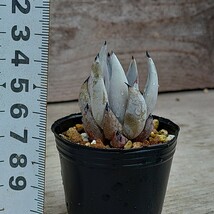 【エケベリア アンギキュラータ】Echeveria unguiculata原種抜き苗発送_画像8