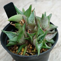 【アガベ プミラ クレステッド群生】 Agave pumila crested　クラスターフェストClusterfest送料無料 多肉植物 サボテン_画像3