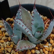 【アガベ 屈原の舞扇 2頭】 Agave 'Kutsugen no Maiougi’ 多肉植物 サボテン_画像2