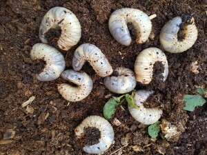 栃木県産 カブトムシ幼虫 10匹 + 1匹死着保障