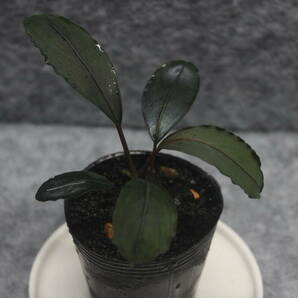 Bucephalandra sp. "Padawan"HW濃緑タイプ ブセファランドラ ー山水苑ーの画像1