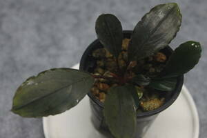 Bucephalandra akantha "Entikong"　Kab.Sanggau【TB1803】　ブセファランドラ　ー山水苑ー