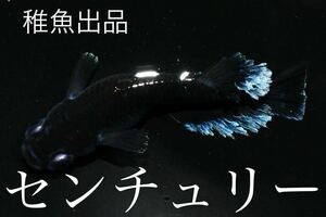 【80】稚魚出品！　極上種親センチュリー　　稚魚8匹+α　　　A