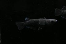 【80】アルティマニア　　若魚　1ペア 　　22-10_画像6