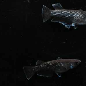 【80】アルティマニア  若魚 1ペア   24-09の画像2