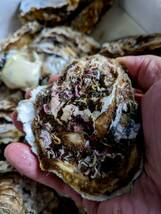 ★お家でご馳走・岩手県産・養殖殻付き牡蠣。もちろん生食用で身入り抜群の濃厚牡蠣です！_画像2