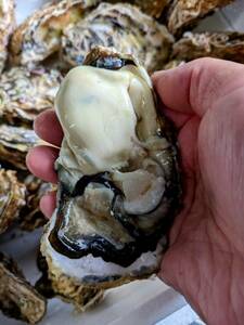 ★お家でご馳走・岩手県産・養殖殻付き牡蠣。もちろん生食用で身入り抜群の濃厚牡蠣です！