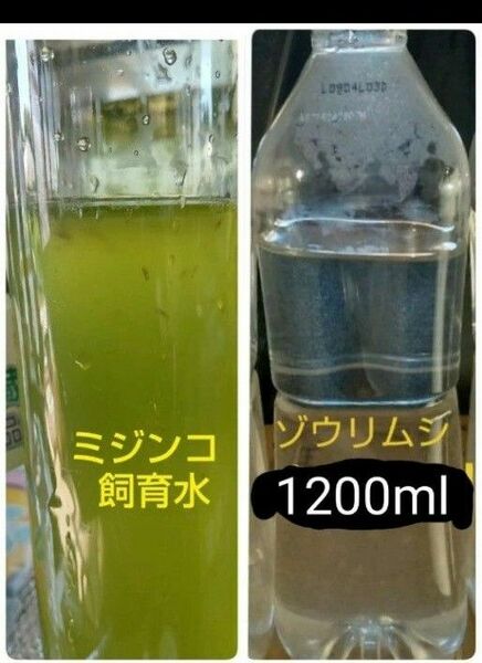 ミジンコ 100匹程度 & ゾウリムシ 600×2本 1200ml。 メダカの餌