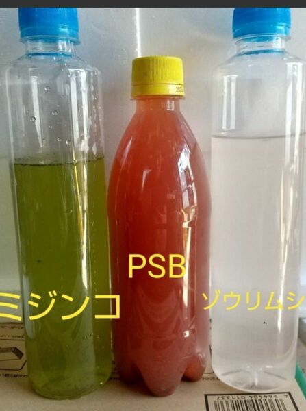 オオミジンコ飼育水　&　PSB(光合成細菌)　&　ゾウリムシ　。培養セット。メダカ　金魚　 グリーンウォーター 