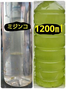 グリーンウォーター(種水、青水)1200ml　＆　ミジンコ種水　100匹程度。メダカ餌　オオミジンコ　青水 ゾウリムシ 針子