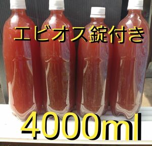 激安。濃厚　PSB(光合成細菌)　1L×4本 4L　&　エビオス30錠。メダカ　めだか　金魚　グリーンウォーター　ミジンコ　