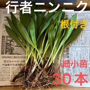 北海道産　行者ニンニク　アイヌネギ　根付き　小さな苗　細苗　30本