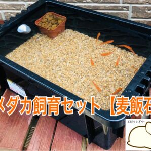 メダカ飼育セット【ケース、麦飯石、赤玉土セット】