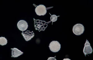 希少 バルバドス (Barbados) 島産 放散虫 (Radiolaria) 大型カバーグラス プレパラート顕微鏡標本 微化石 微生物 プランクトン 大007
