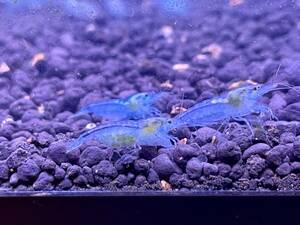  blue Jerry shrimp 10 pcs 