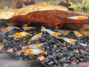  orange ru Lee shrimp 10 pcs 