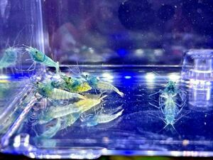  turquoise shadow shrimp 10 pcs 