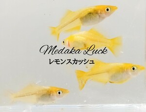 極上レモンスカッシュ【Medaka Luck】稚魚10匹＋α　よく売れてます　メダカめだか