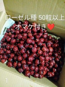 ハイビスカス ローゼル 種50粒以上 オマケ付き☆*。