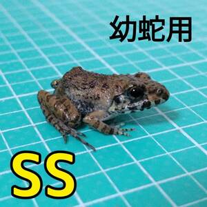 【SS・10匹・幼蛇用】餌用カエル 活餌 約1.5～2cm ヌマガエル エサ用 蛙 飼育 CB ケロリウム 爬虫類 ヘビ 蛇 へび アロワナ ピラニア えさ