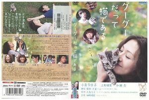 DVD グーグーだって猫である 小泉今日子 レンタル版 ZG00317