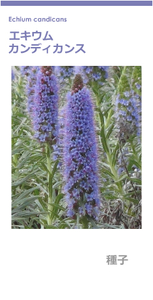 エキウム・カンディカンス 種 30粒 Echium candicans [送料無料]