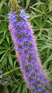 エキウム・カンディカンス 種 30粒 Echium candicans [送料無料]